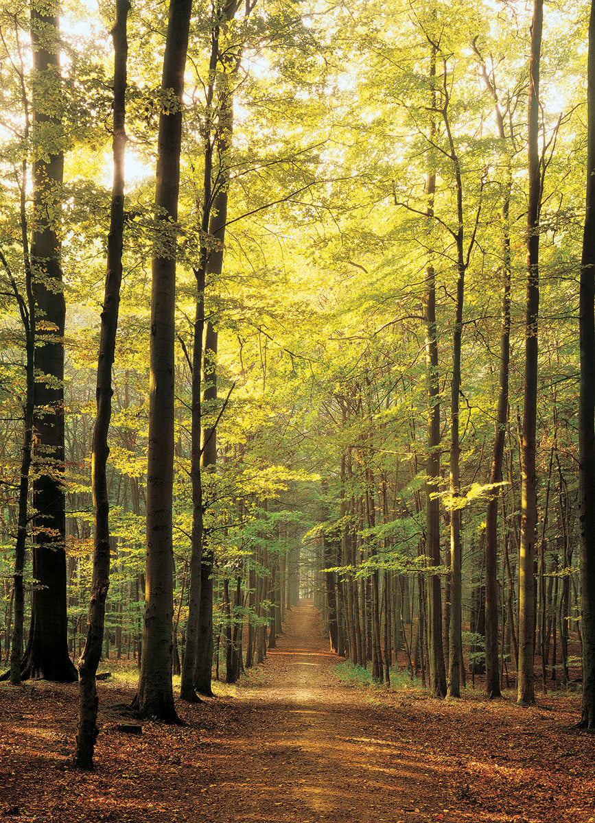 Eurographics Forest Path EG60003846 – detail 3