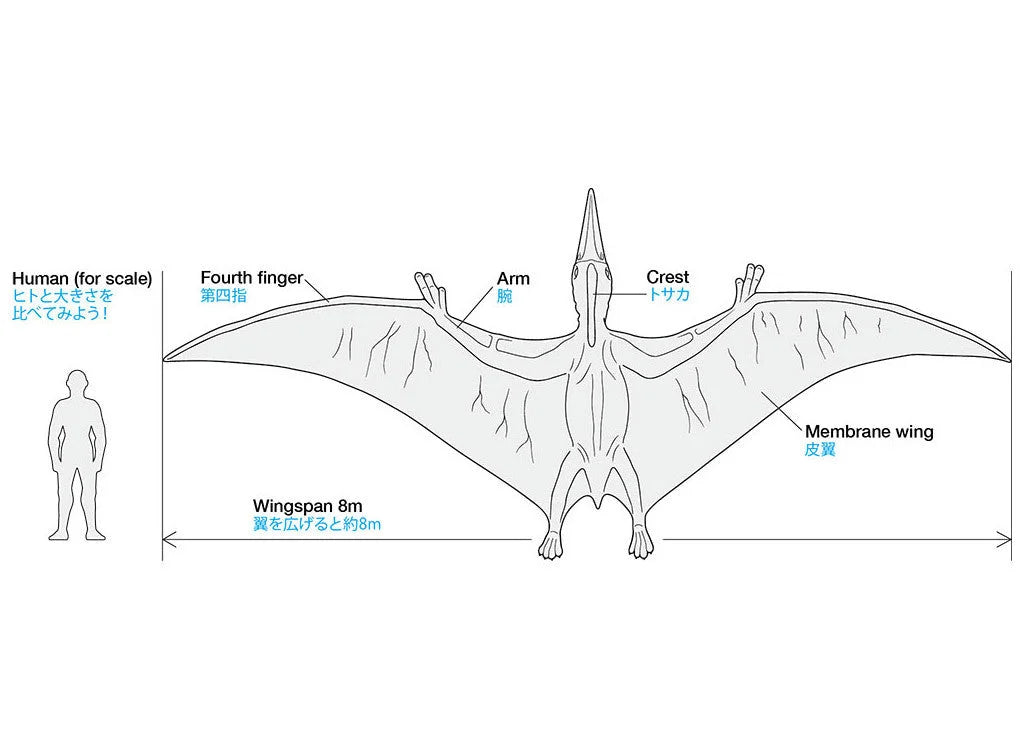 Tamiya 1/35 Dinosaur Series - Pteranodon 60204 - Product Image