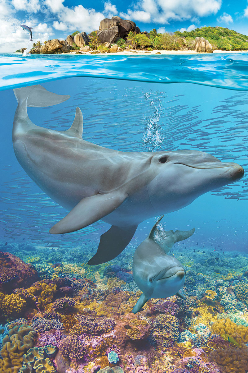 Eurographics Dolphins EG82515560 – detail 2