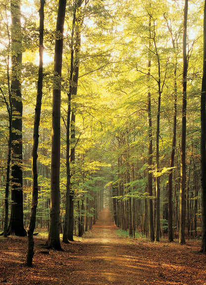 Eurographics Forest Path EG60003846 – detail 3