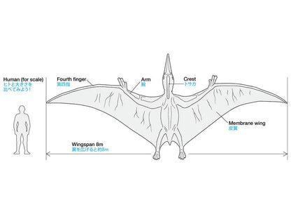 Tamiya 1/35 Dinosaur Series - Pteranodon 60204 - Product Image